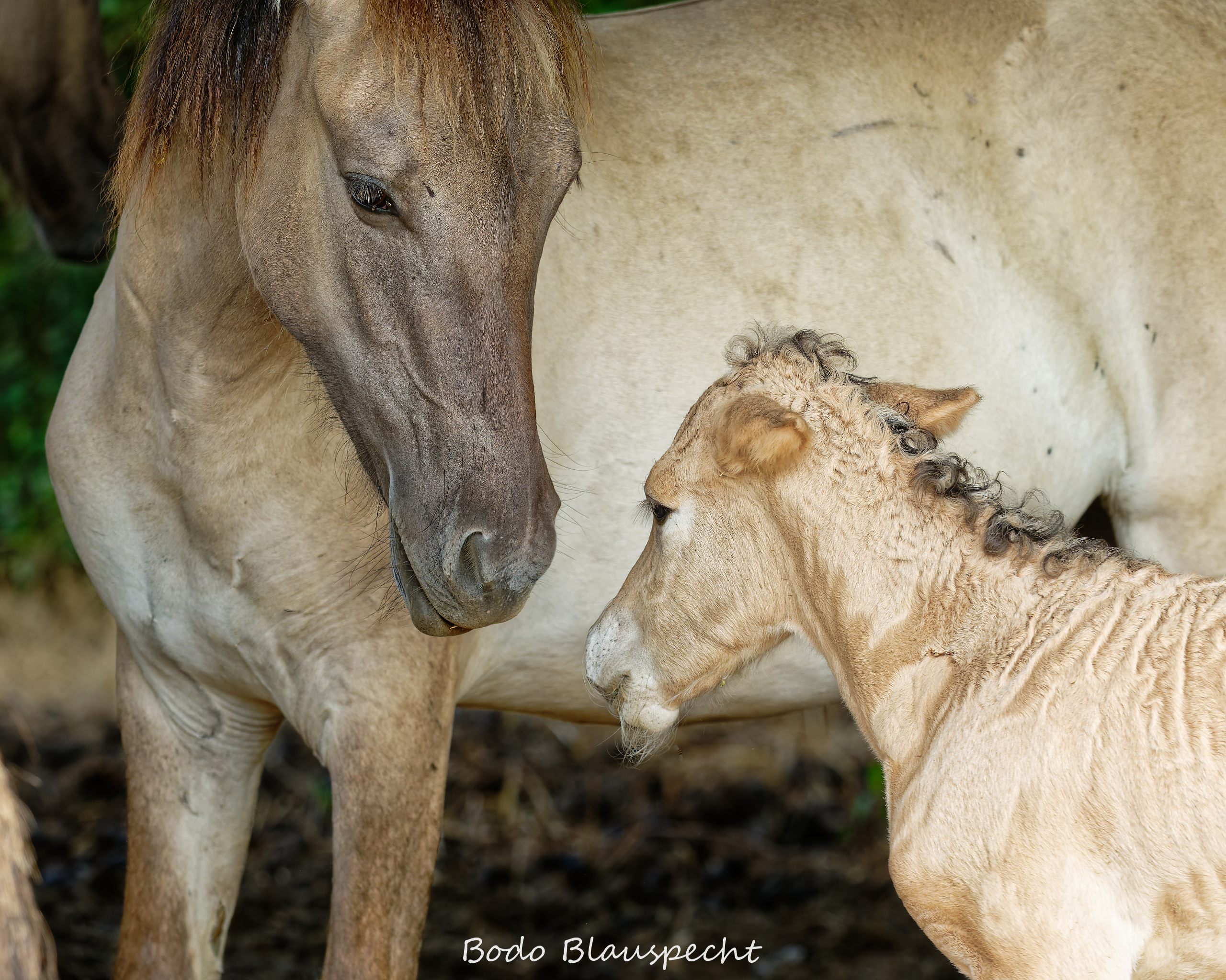 Konik Steveraue  2026.07.30 10.24 13 WEB 1